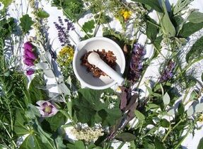 Herbas para o tratamento da osteocondrose